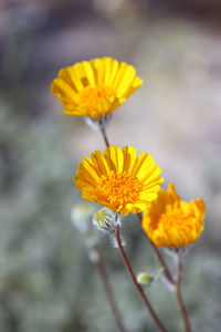 Close-up of yellow flower blooming outdoors