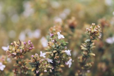 Close-up of flowers growing on tree