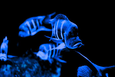 Close-up of jellyfish swimming in aquarium