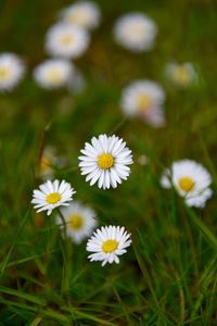 Close-up of white flowers blooming in field