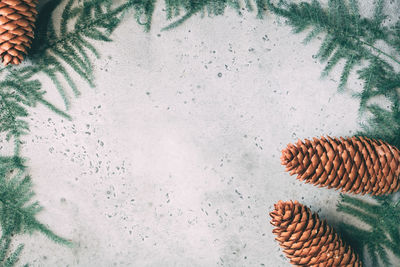 High angle view of pine cone on field