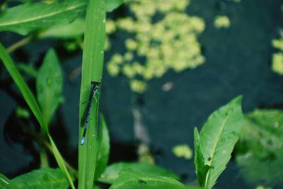 Close-up of wet plant growing on field