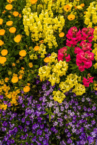 High angle view of purple flowering plants