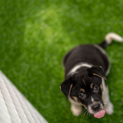 Puppy looking away on field