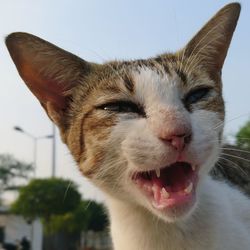 Close-up of a cat