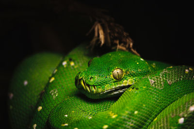 Close-up of green lizard on black background