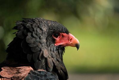 Close-up of a bird looking away