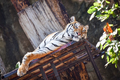 Cat sitting on wood