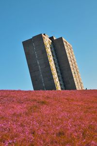 Angled concrete block of flats behind purple field