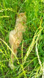 Plants on grassy field