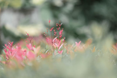 Close-up of pink flowering plants on field