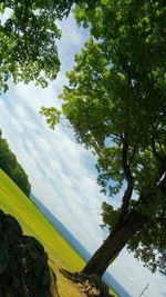 Low angle view of trees against sky