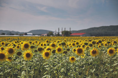 View of yellow flowers growing in field