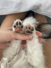 Midsection of person holding kitten