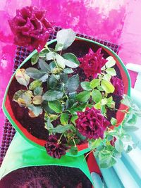 High angle view of potted plant on table