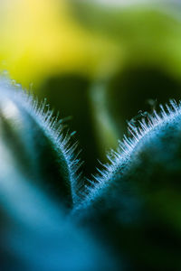 Macro shot of plant