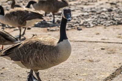 Close-up of birds on field