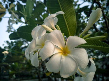 Close-up of white flowering plant