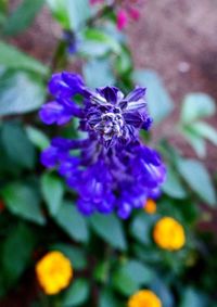 Close-up of purple flowers