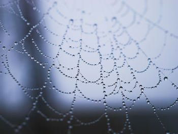 Close-up of water drops on cob web