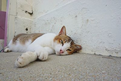 Cat relaxing outdoors