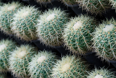 Full frame shot of succulent plants