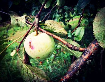 Close-up of fruit growing on tree