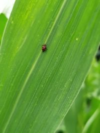 Close-up of insect on leaf