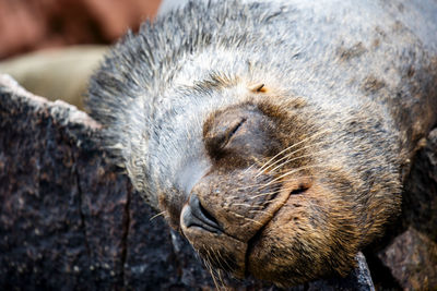 Close-up of seal