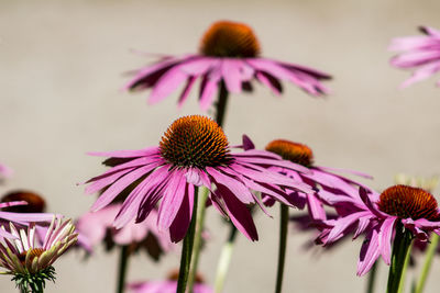 Close-up of purple flowering plant