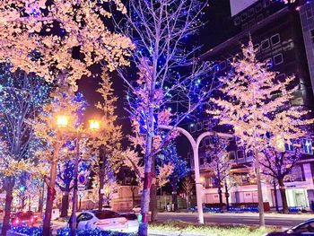 View of illuminated trees in city at night