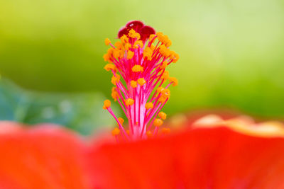 Close-up of honey bee on red flower