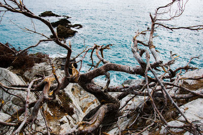 High angle view of driftwood on beach