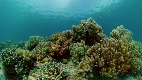 Reef coral scene. colourful underwater seascape. beautiful soft coral. sea coral reef. philippines.