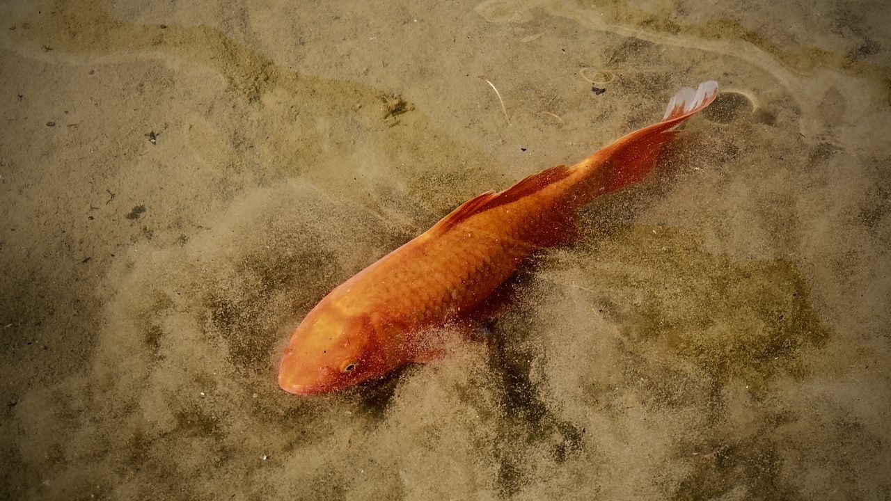 CLOSE-UP OF FISH IN SEA