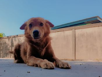 Portrait of dog sitting outdoors against clear sky