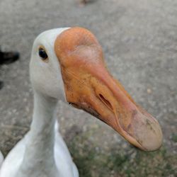 Close-up of bird