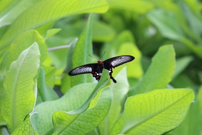 Close-up of insect on leaf