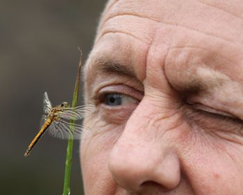 Close-up of an insect on plant