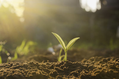 Close-up of plant growing outdoors
