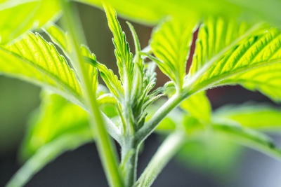 Close-up of green plant