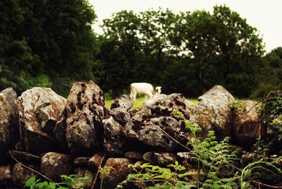 Close-up of rocks and trees in forest