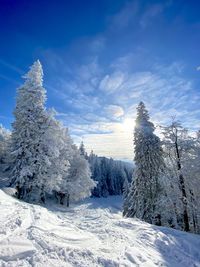 Snow covered plants against blue sky