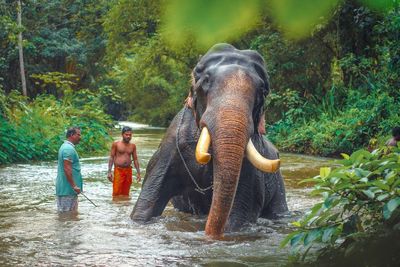 Full length of elephant in water at forest