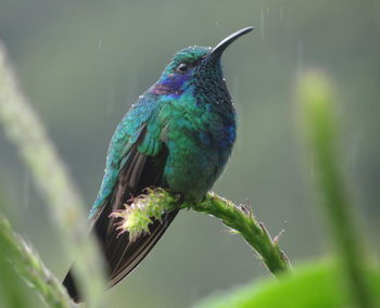 Close-up of bird perching on branch