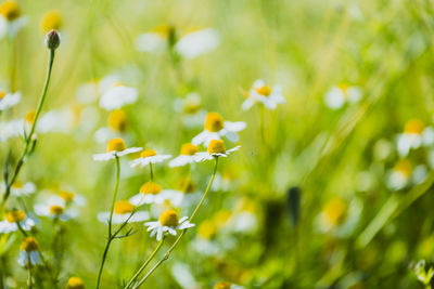 Close-up of flowers blooming in field