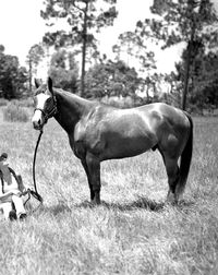 Horse on field