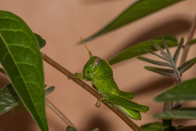 Close-up of insect on leaf