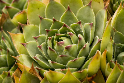 Full frame shot of succulent plant