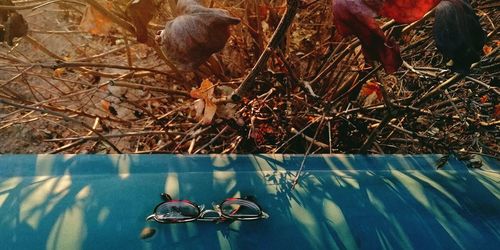 High angle view of crab in lake